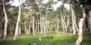 Quaking Aspen Quaking Aspen